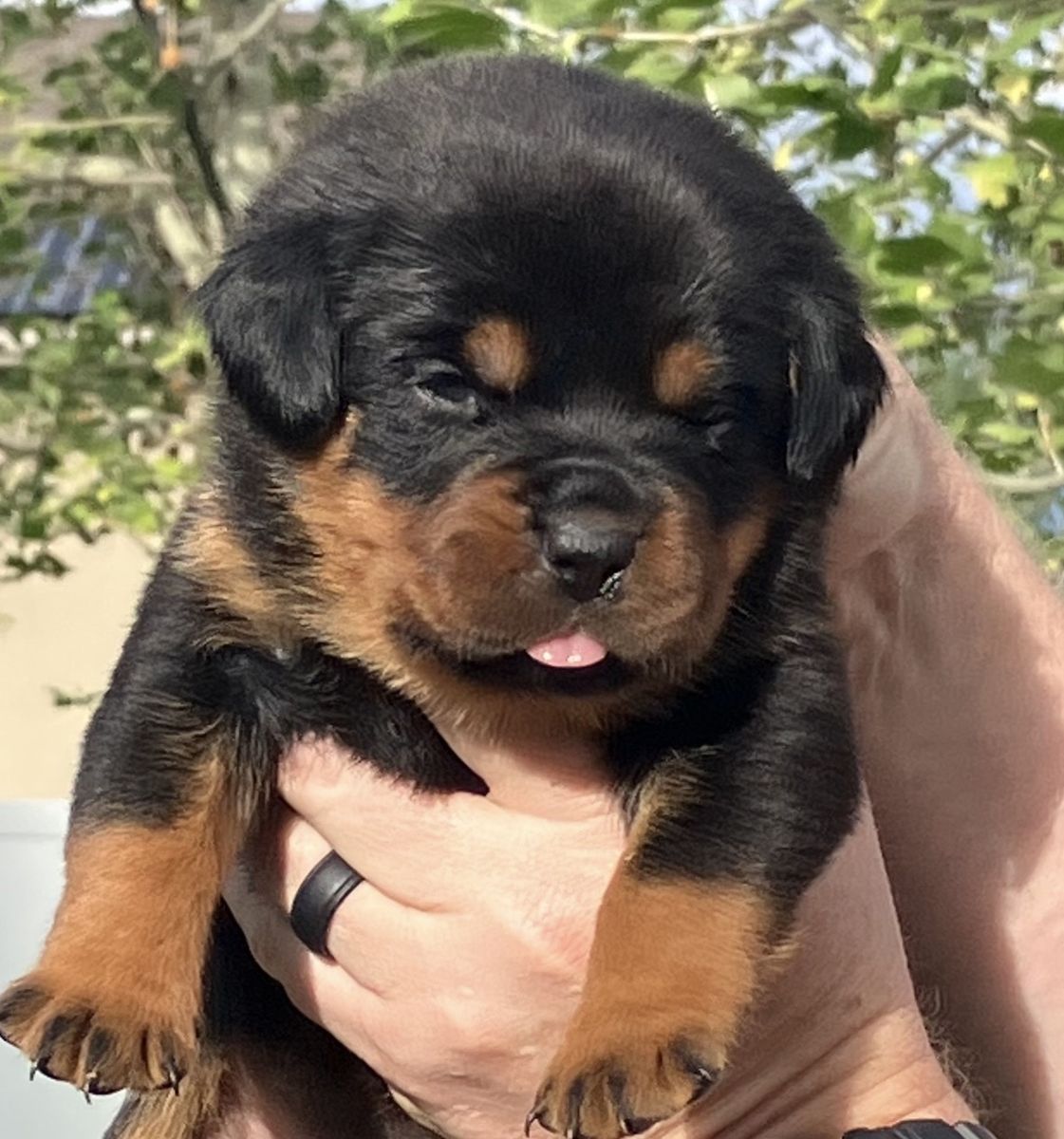 Elite AKC German Rottweiler Puppies