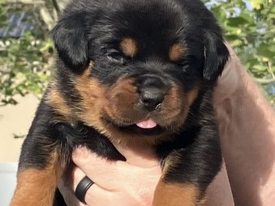 Elite AKC German Rottweiler Puppies