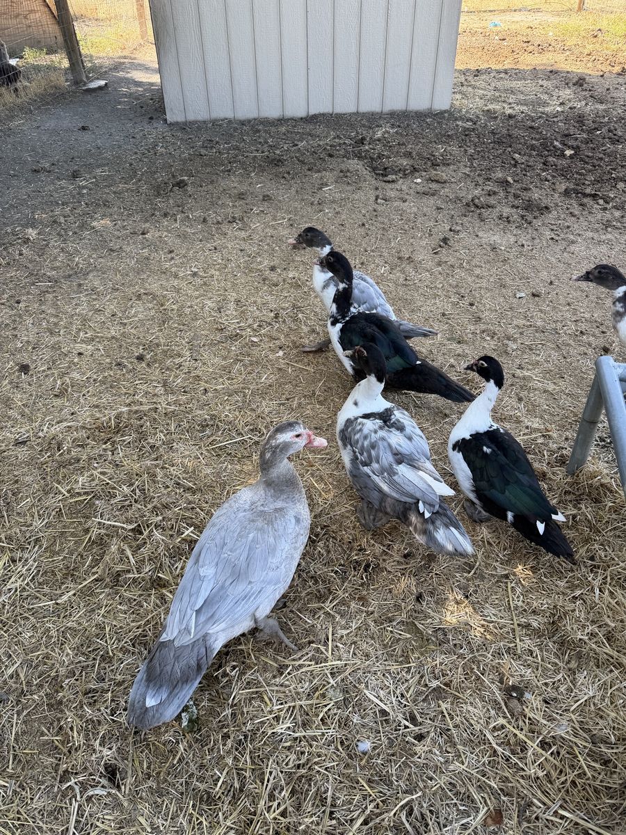 Juvenile muscovy drakes
