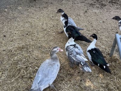 Juvenile muscovy drakes
