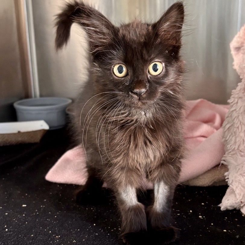 Hello my name is Warrior