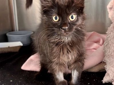 Hello my name is Warrior