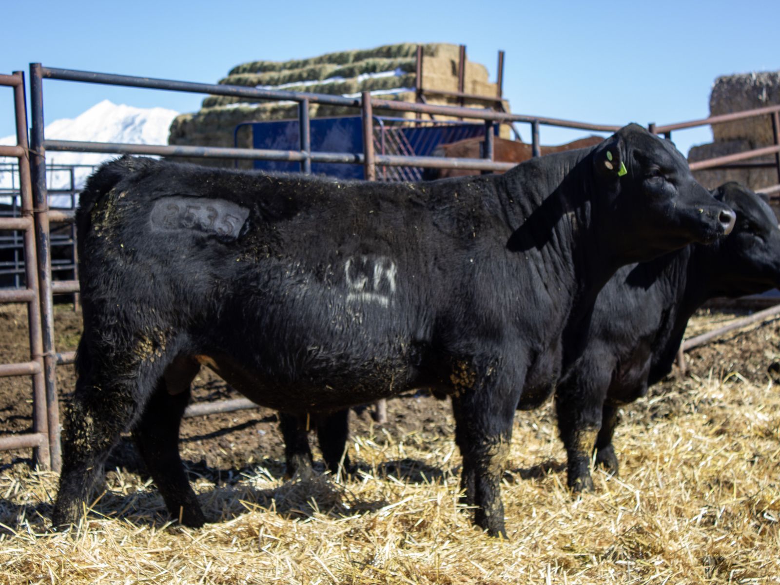Registered Yearling Angus Bulls