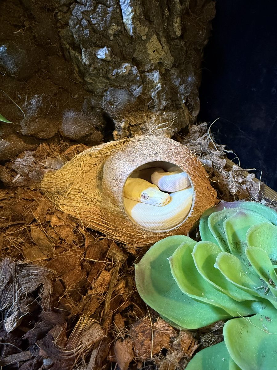 Super Dwarf Reticulated Python
