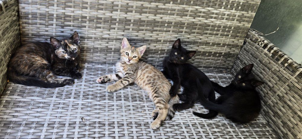 Half Benagl Kittens Looking for Forever Homes - Multiple Colors Available, Playful & Friendly