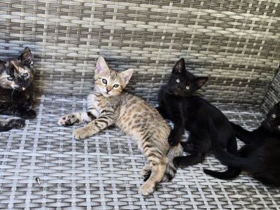 Half Benagl Kittens Looking for Forever Homes - Multiple Colors Available, Playful & Friendly