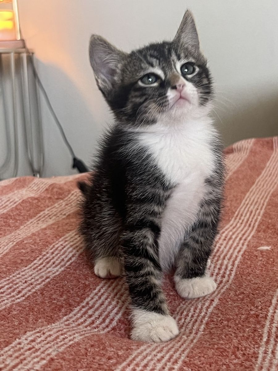 Adorable Tabby and White Kitten