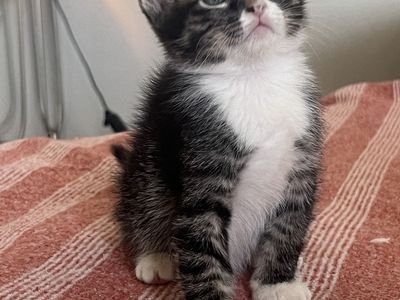 Adorable Tabby and White Kitten