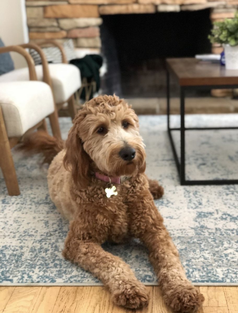 Golden doodle