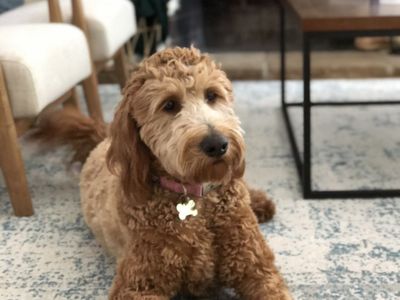 Golden doodle