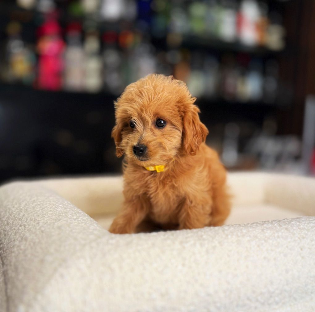 Micro Mini f1b Goldendoodle Boy Includes Everythin