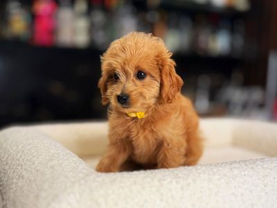 Micro Mini f1b Goldendoodle Boy Includes Everythin