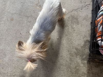 a female 2years old need a new home , up-to-date vaccines she doesn’t go outside