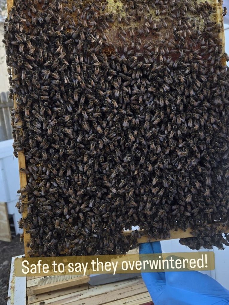 Bee Colony, Pollen, Honey & Brood In Layens Frame