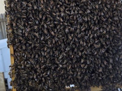 Bee Colony, Pollen, Honey & Brood In Layens Frame
