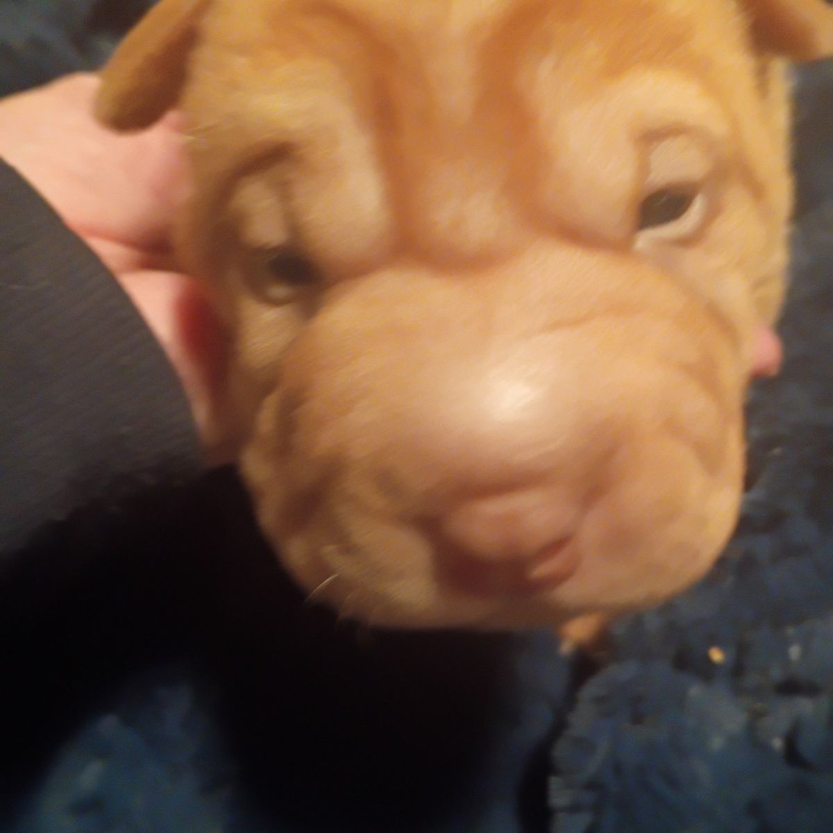 AKC Champion Chinese Shar Pei Puppies
