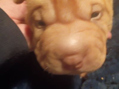 AKC Champion Chinese Shar Pei Puppies