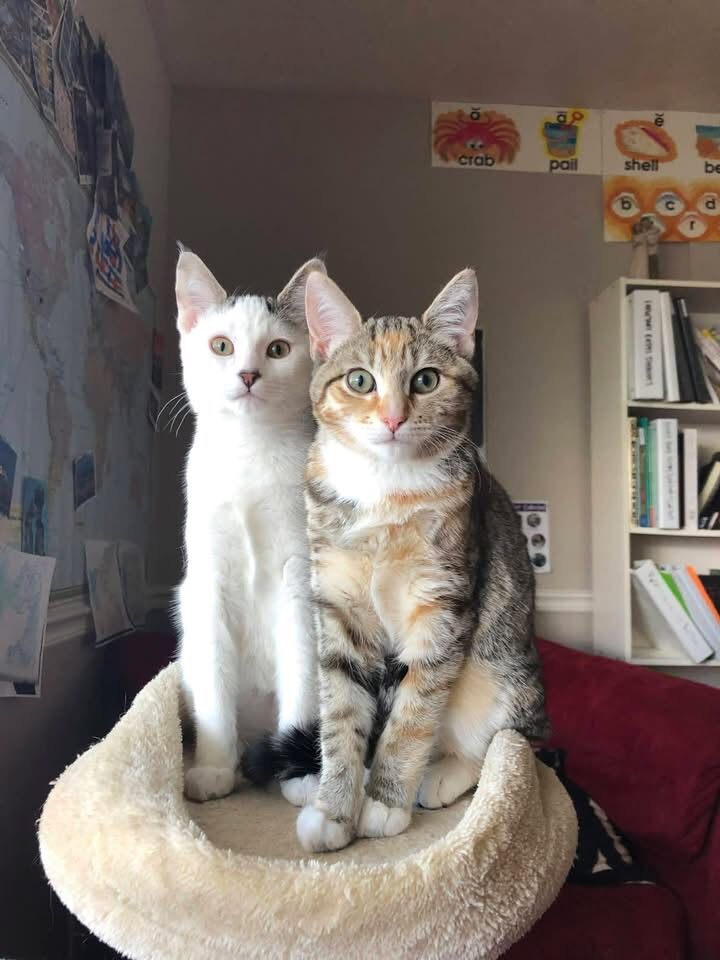 FIXED, Bonded Pairs! GREAT With People!