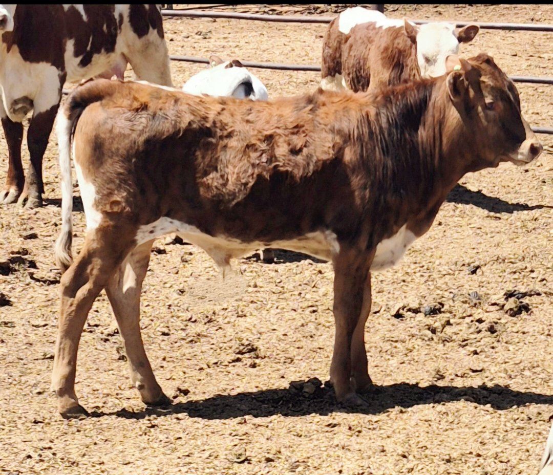 6 month old Corriente/ longhorn cross bull