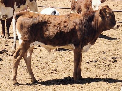 6 month old Corriente/ longhorn cross bull