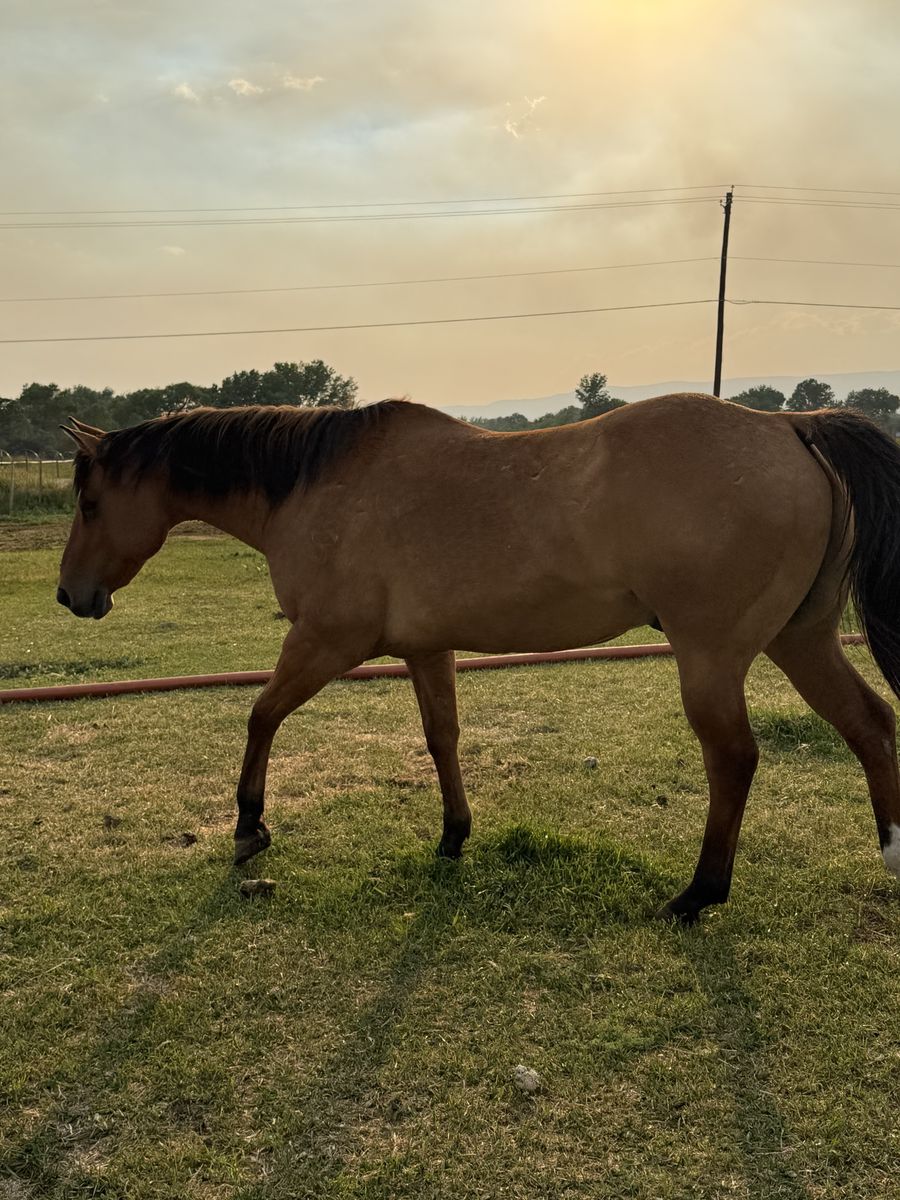 Beautiful Bay Dun Horse gelding