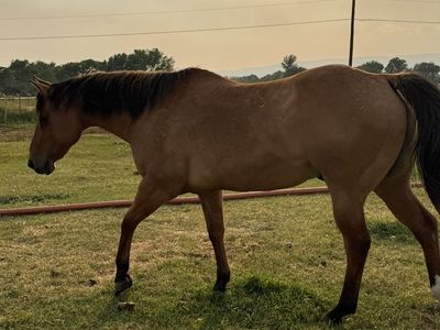 Beautiful Bay Dun Horse gelding