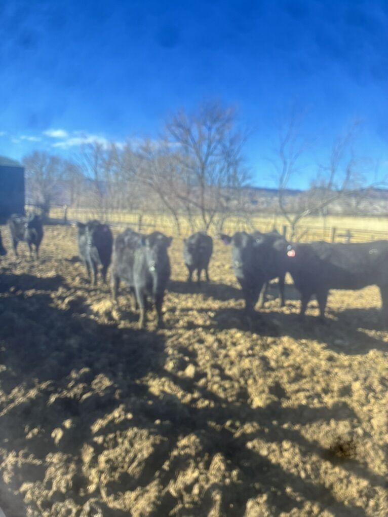 Short Bred Young Cows