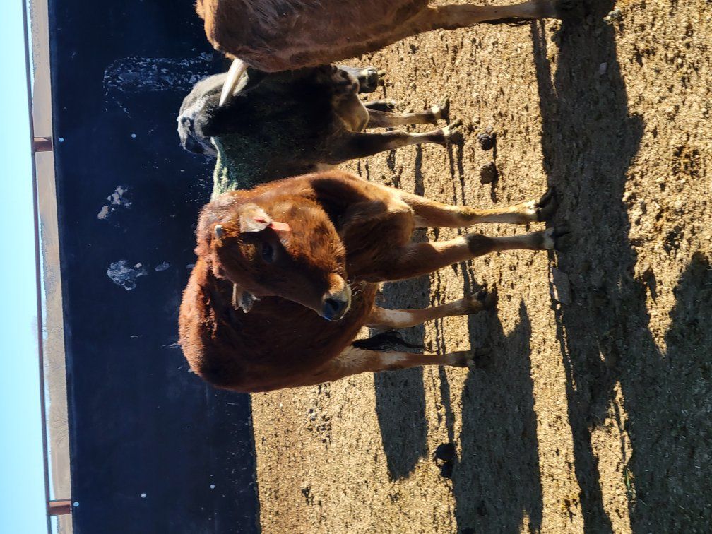 Mini and Micro Mini Zebu