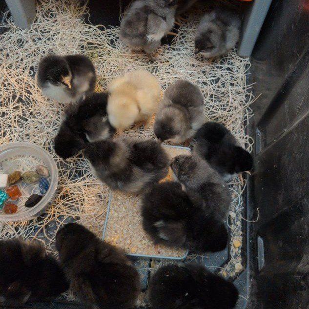 Black and Blue Copper Maran Chickens