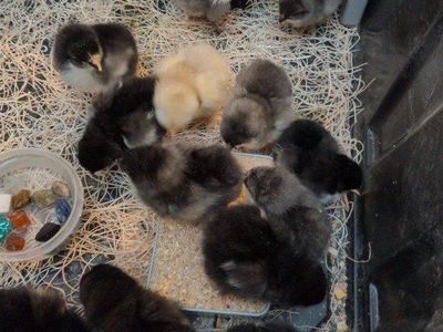 Black and Blue Copper Maran Chickens