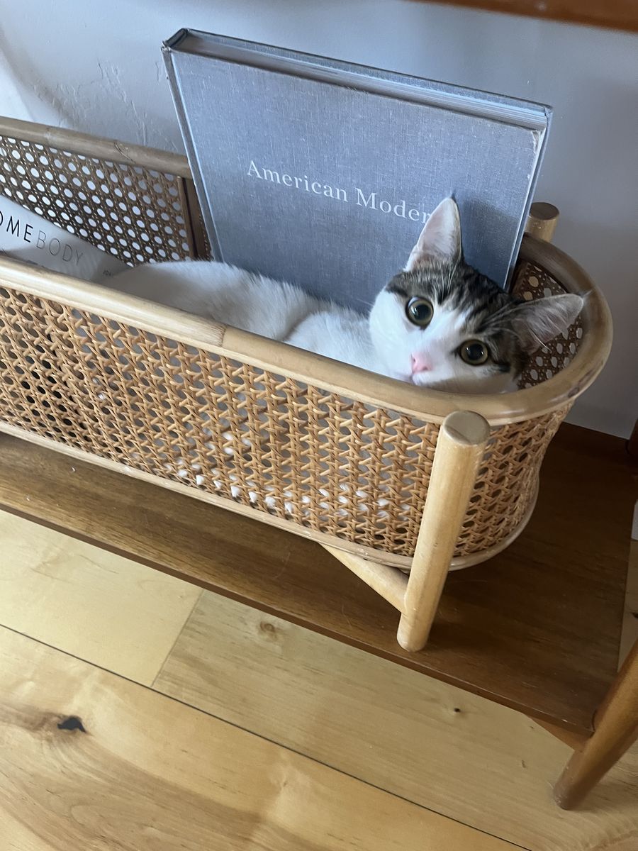 1 Year Old Half Munchkin Male Cat