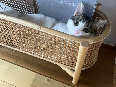 1 Year Old Half Munchkin Male Cat