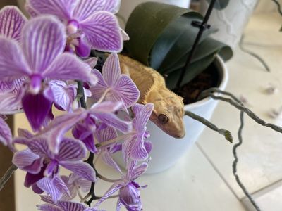 Female Crested gecko with tank