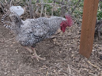 Free Barred Rock Rooster