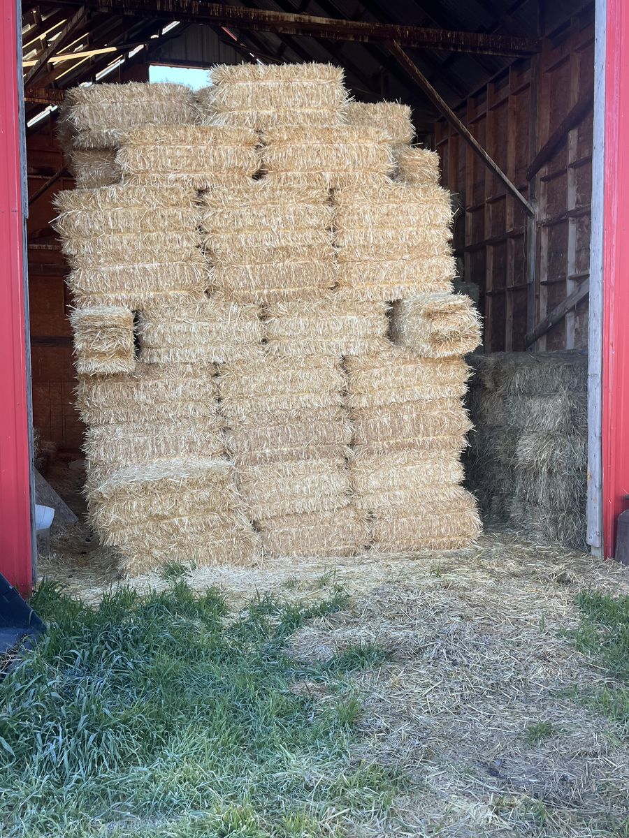 Barley Straw
