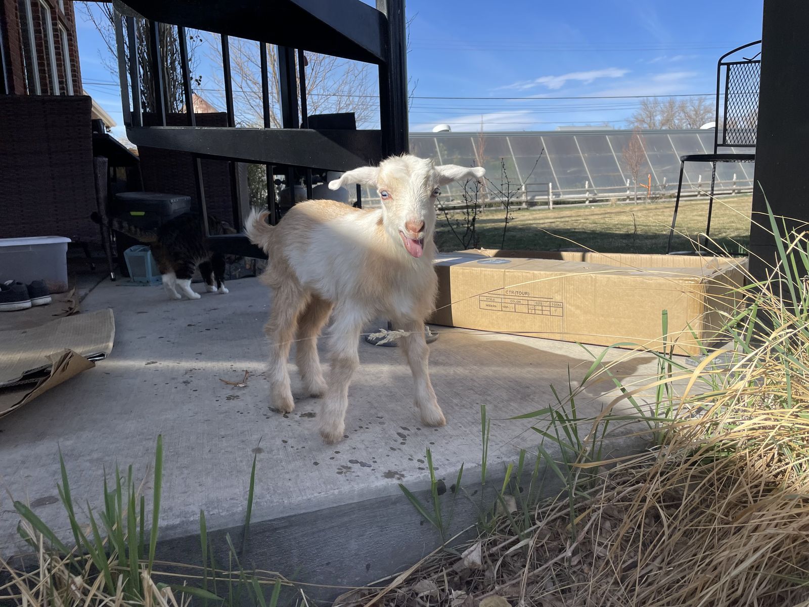 Miniature milk goats