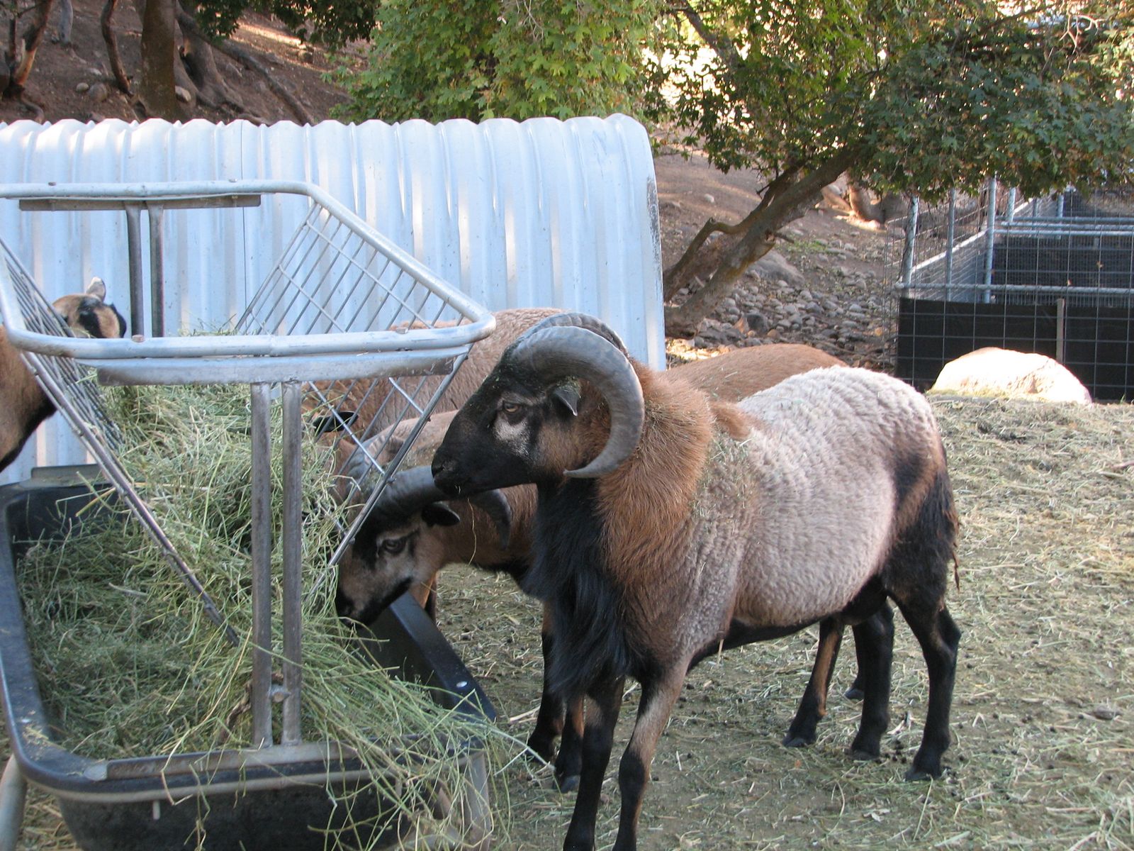 Barbados Ram.