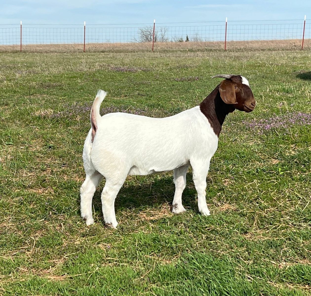 Two 2-Year-Old Boer show Nannies - Proven Breeders,