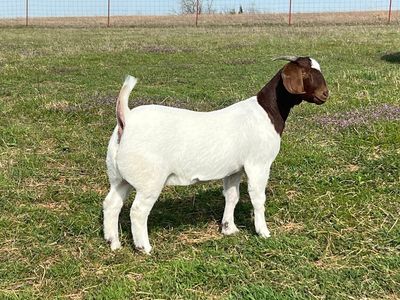 Two 2-Year-Old Boer show Nannies - Proven Breeders,