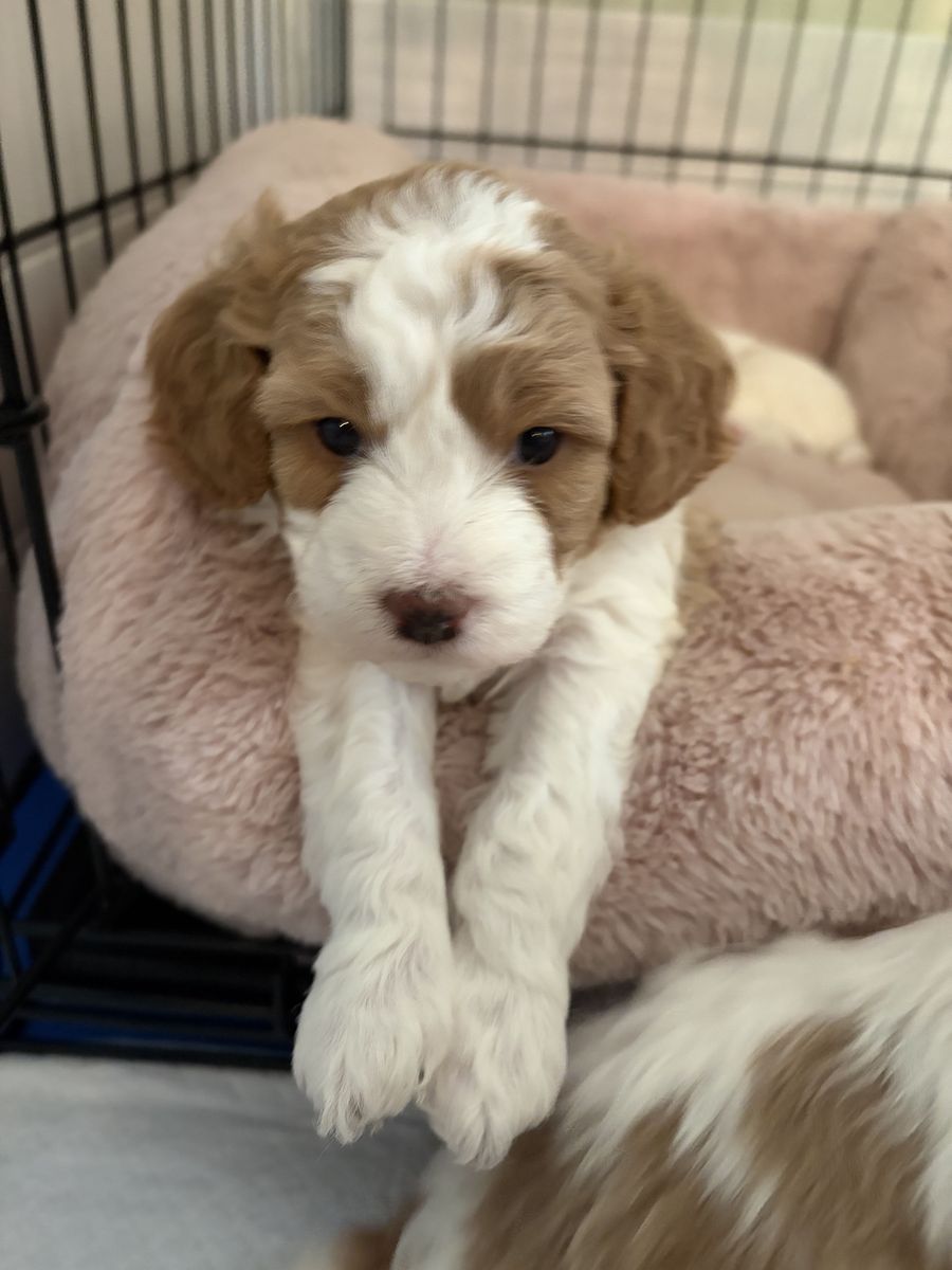 Puppies Cavachon/Poodles