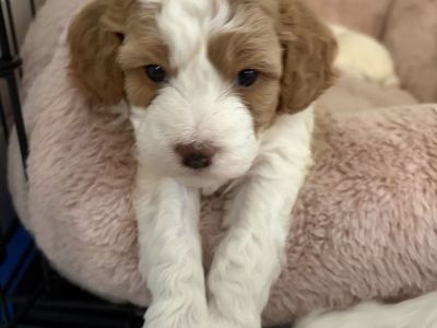 Puppies Cavachon/Poodles