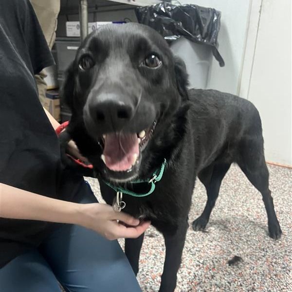 Hello my name is Evie