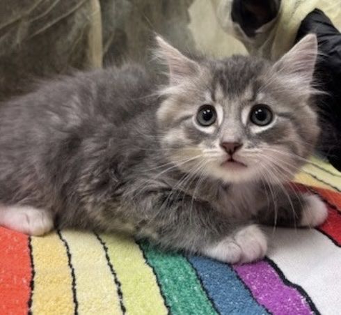 Adorable Fluffy Gray Kittens with White Paws - Ready for Adoption!