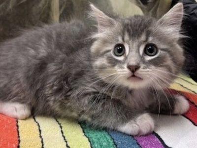 Adorable Fluffy Gray Kittens with White Paws - Ready for Adoption!