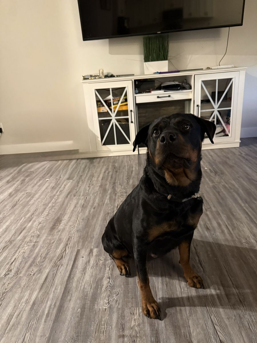 Rottweiler AKC puppies