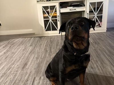Rottweiler AKC puppies