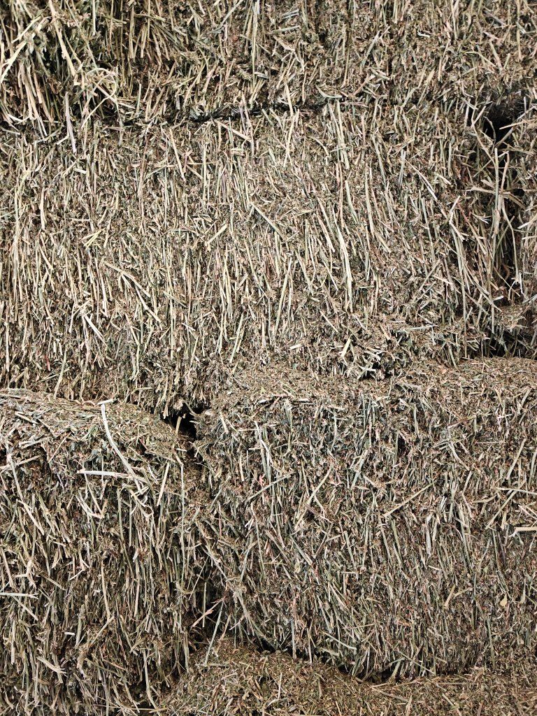 Alfalfa - very leafy 