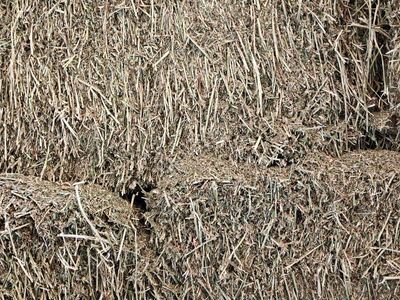 Alfalfa - very leafy