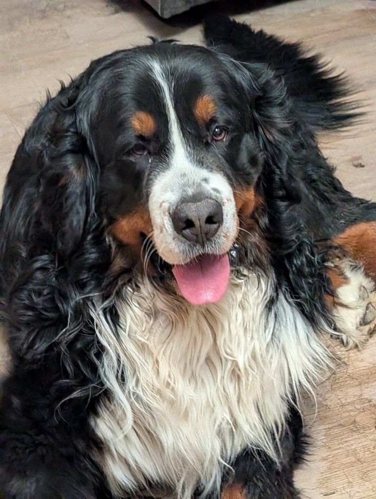 Bernese Mountain Dog studs