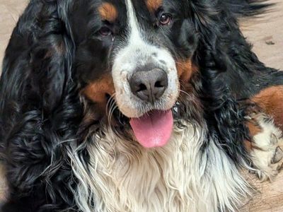 Bernese Mountain Dog studs